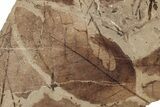 Fossil Leaves (Betula, Fagus, Pinus) - McAbee Fossil Beds, BC #224924-1